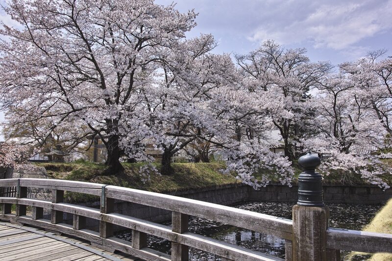 Cherry Blossom Trees — White, Serene, Spring, Photograph, Bridge, Moat