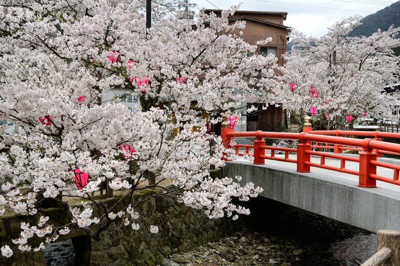Cherry Blossom Trees — White, Serene, Spring, Photograph, Bridge
