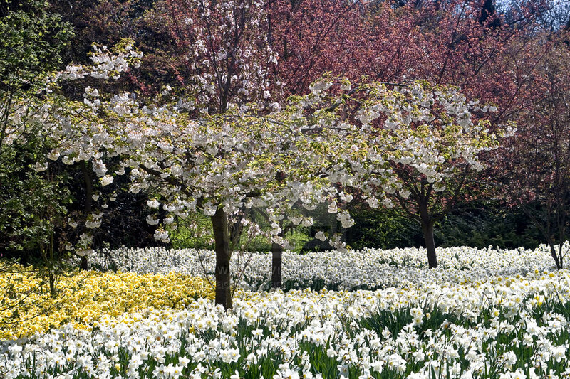 Cherry Blossom Trees — White, Serene, Spring, Photograph, Daffodils
