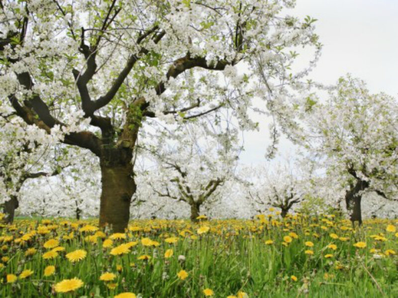 Cherry Blossom Trees — White, Serene, Spring, Photograph, Dandelions
