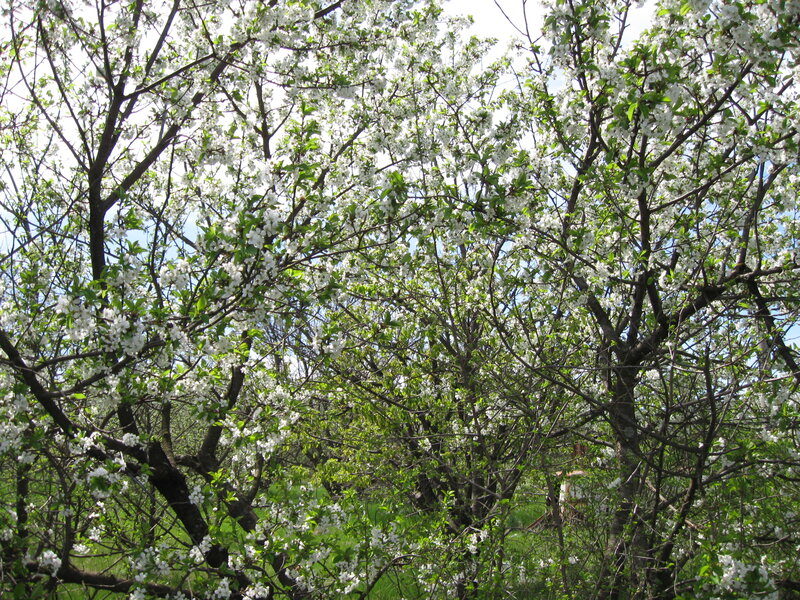 Cherry Blossom Trees — White, Serene, Spring, Photograph, Flowers