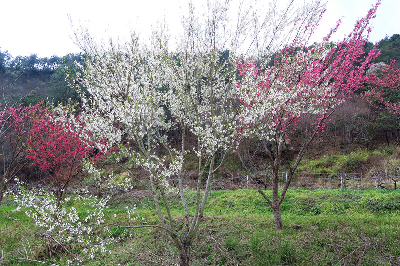 Cherry Blossom Trees — White, Serene, Spring, Photograph, Grass, Hills