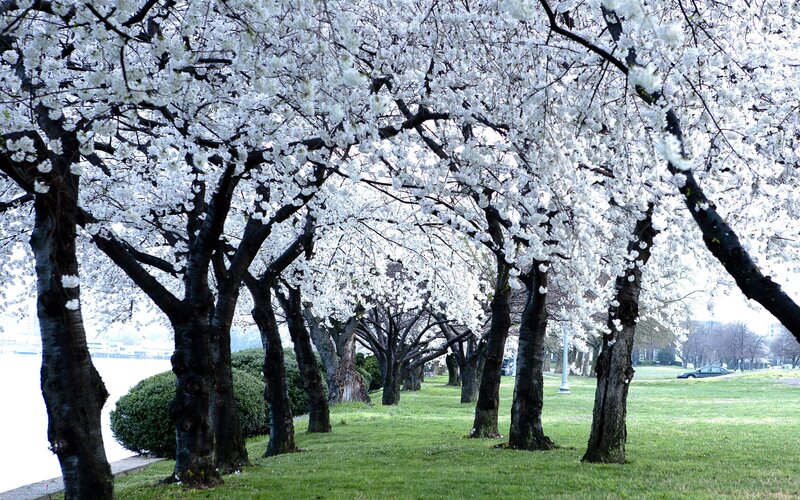Cherry Blossom Trees — White, Serene, Spring, Photograph, Grass, River
