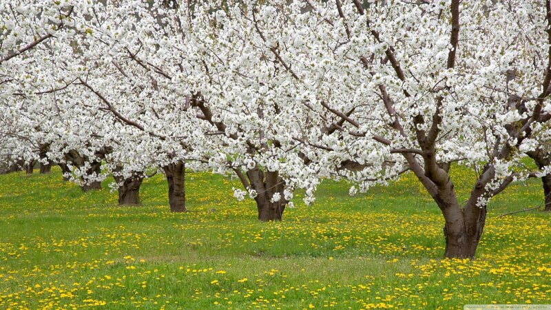 Cherry Blossom Trees — White, Serene, Spring, Photograph, Grass