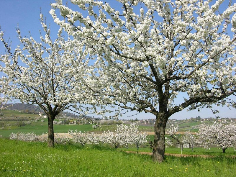 Cherry Blossom Trees — White, Serene, Spring, Photograph, Green Grass