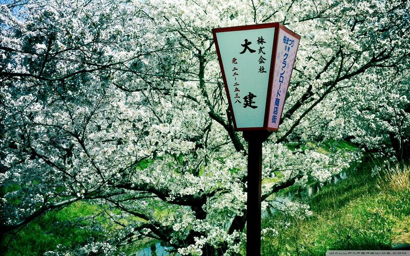 Cherry Blossom Trees — White, Serene, Spring, Photograph, Lantern