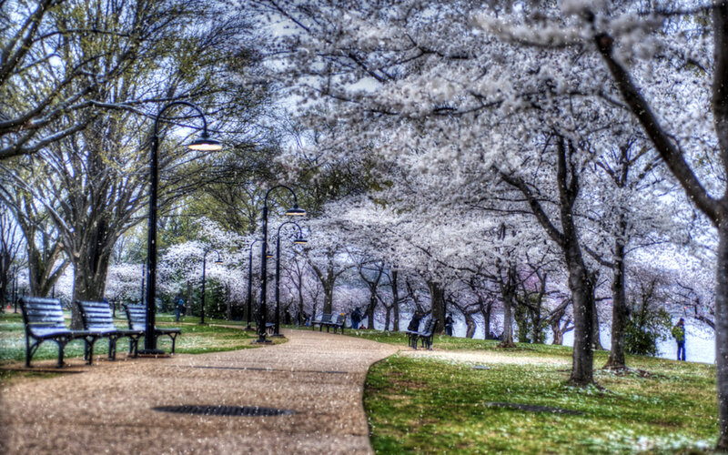 Cherry Blossom Trees — White, Serene, Spring, Photograph, Path, Benches
