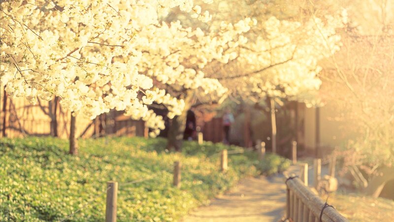 Cherry Blossom Trees — White, Serene, Spring, Photograph, Path, Building