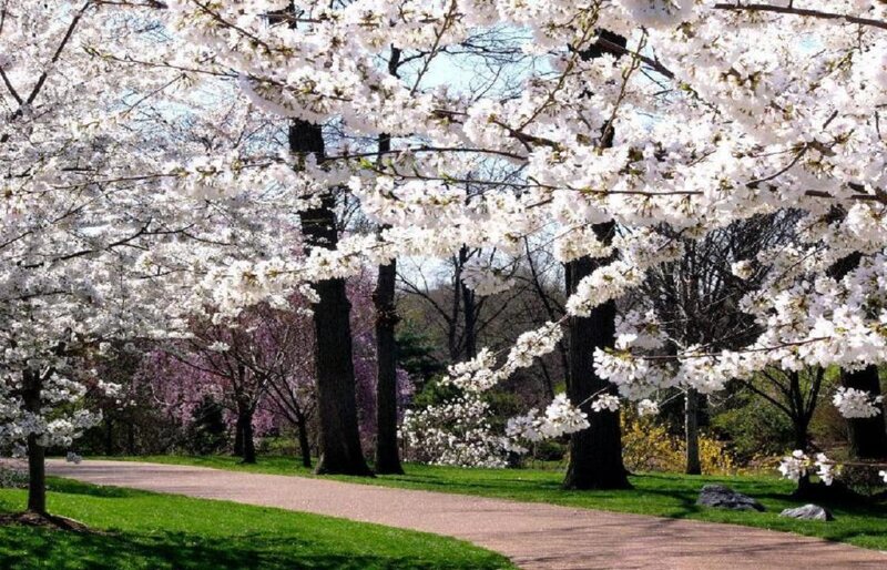 Cherry Blossom Trees — White, Serene, Spring, Photograph, Path, Grass