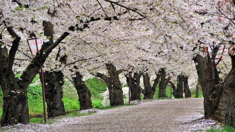 Cherry Blossom Trees — White, Serene, Spring, Photograph, Path, Lanterns