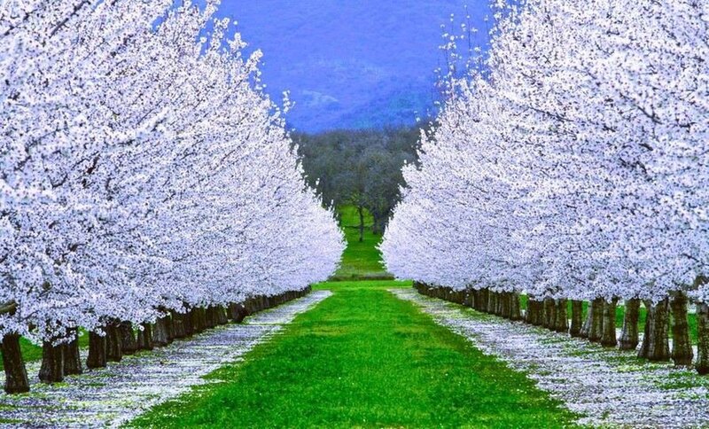 Cherry Blossom Trees — White, Serene, Spring, Photograph, Path, Mountain