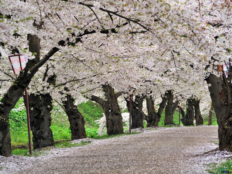 Cherry Blossom Trees — White, Serene, Spring, Photograph, Path, Petals