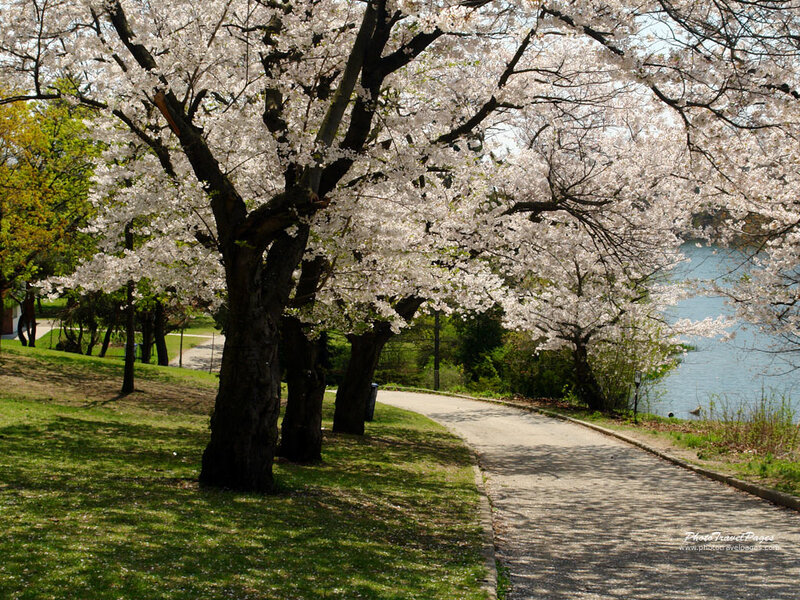 Cherry Blossom Trees — White, Serene, Spring, Photograph, Path, River