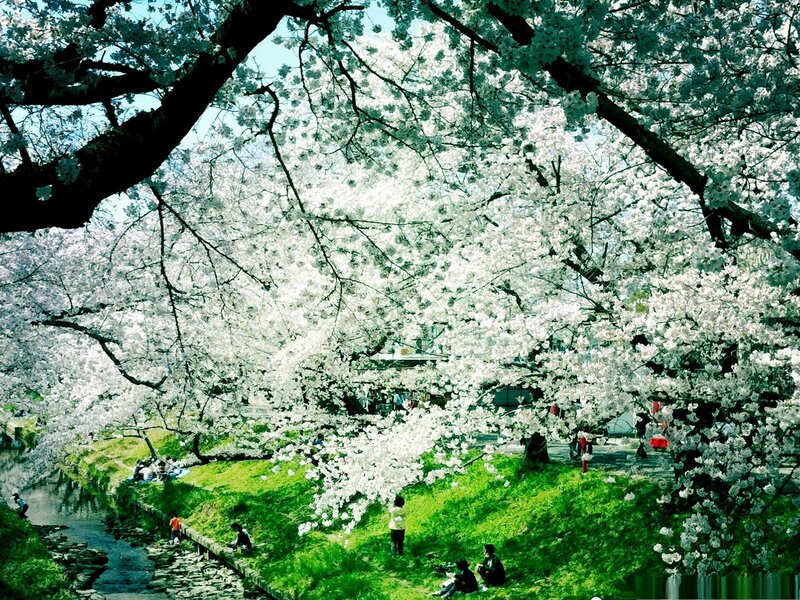 Cherry Blossom Trees — White, Serene, Spring, Photograph, People, River