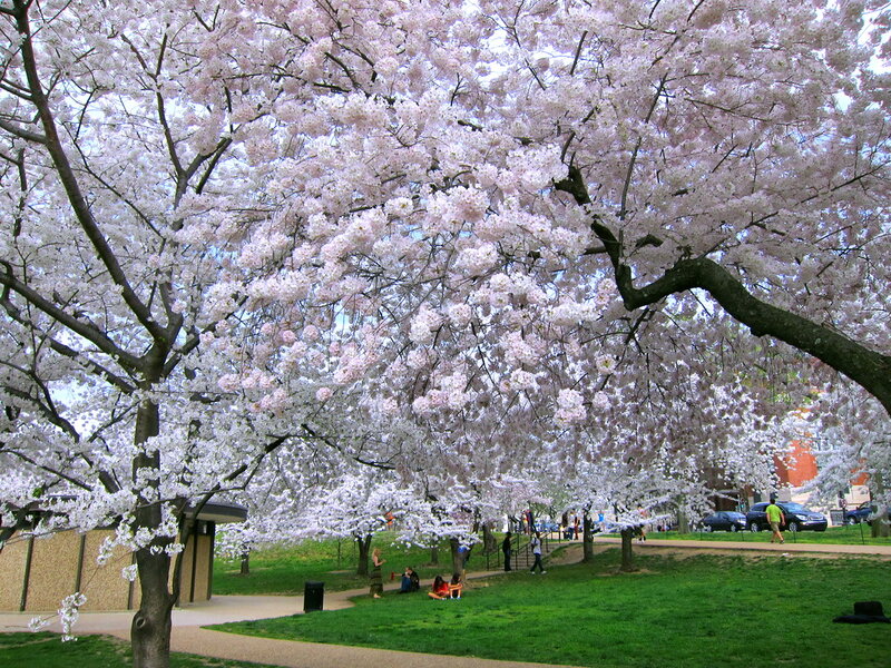 Cherry Blossom Trees — White, Serene, Spring, Photograph, People
