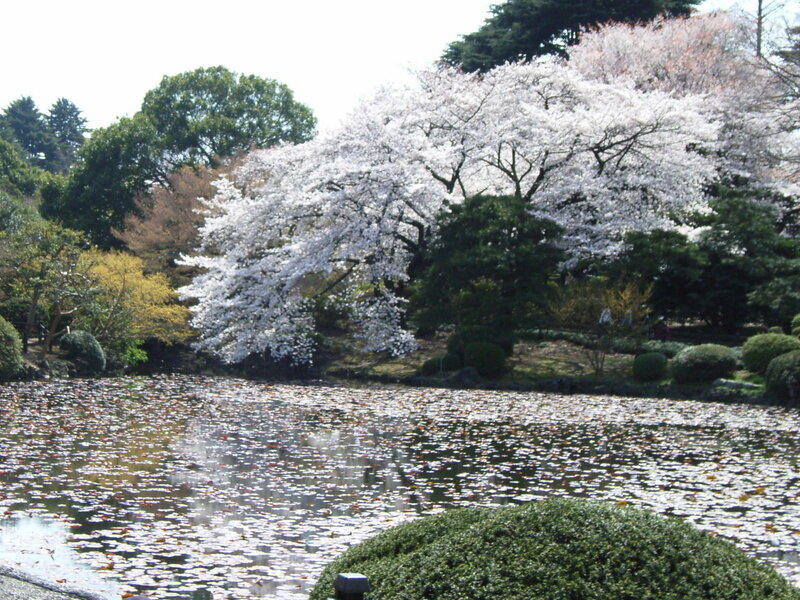 Cherry Blossom Trees — White, Serene, Spring, Photograph, Pond, Bushes