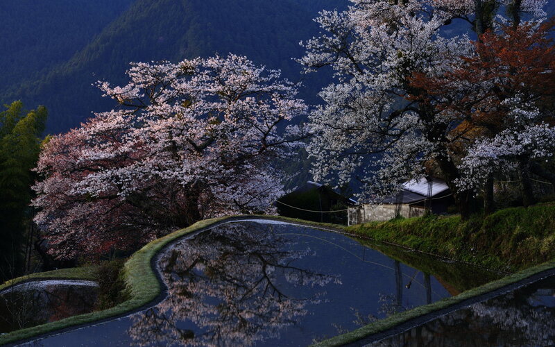 Cherry Blossom Trees — White, Serene, Spring, Photograph, Pond