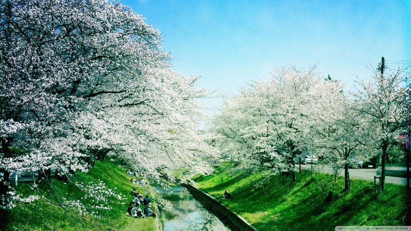 Cherry Blossom Trees — White, Serene, Spring, Photograph, River, People, Grass, Green, Blue