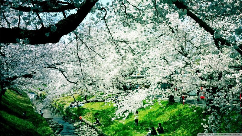 Cherry Blossom Trees — White, Serene, Spring, Photograph, River, People, Grass, Green