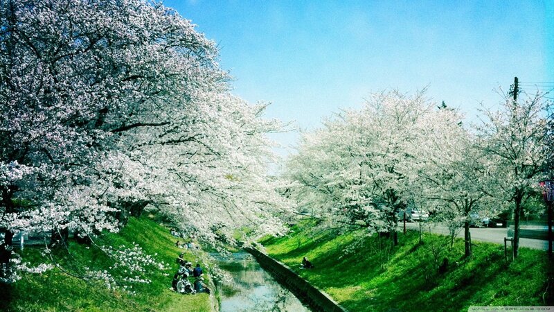 Cherry Blossom Trees — White, Serene, Spring, Photograph, River, People
