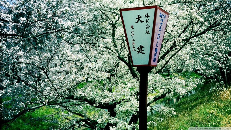Cherry Blossom Trees — White, Serene, Spring, Photograph, Signpost