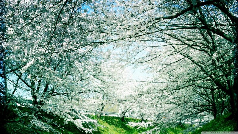 Cherry Blossom Trees — White, Serene, Spring, Photograph, Sky, Grass