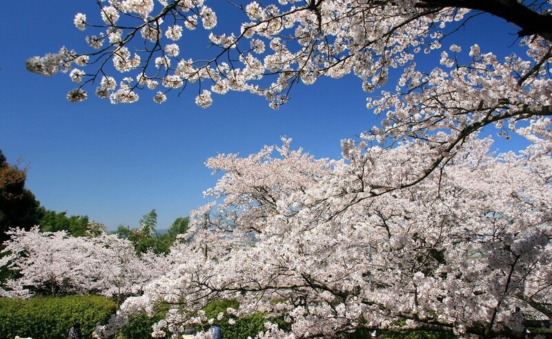 Cherry Blossom Trees — White, Serene, Spring, Photograph, Sky