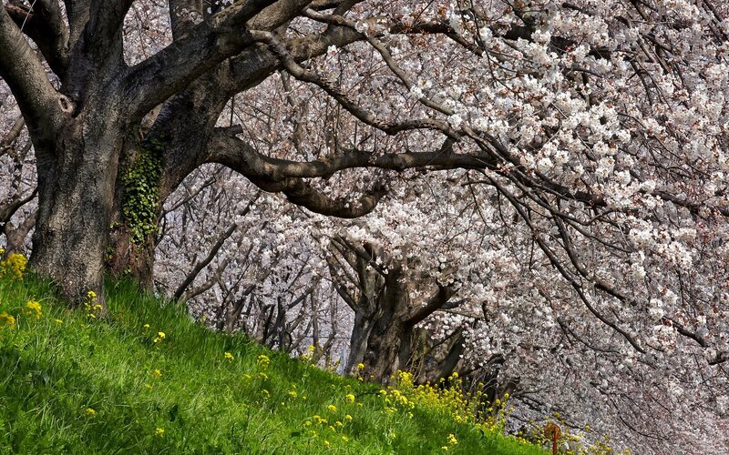 Cherry Blossom Trees — White, Serene, Spring, Photograph, Tree