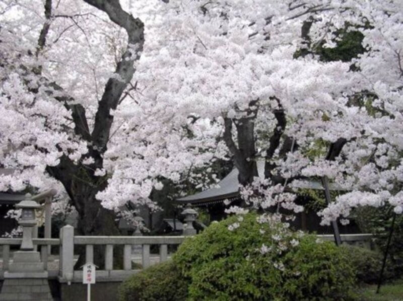 Cherry Blossom Trees — White, Serene, Spring
