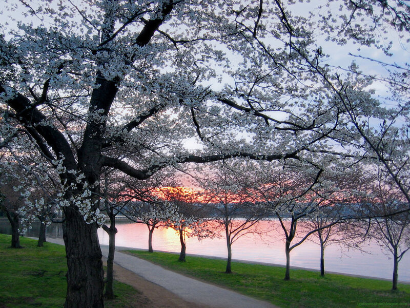 Cherry Blossom Trees — White, Serene