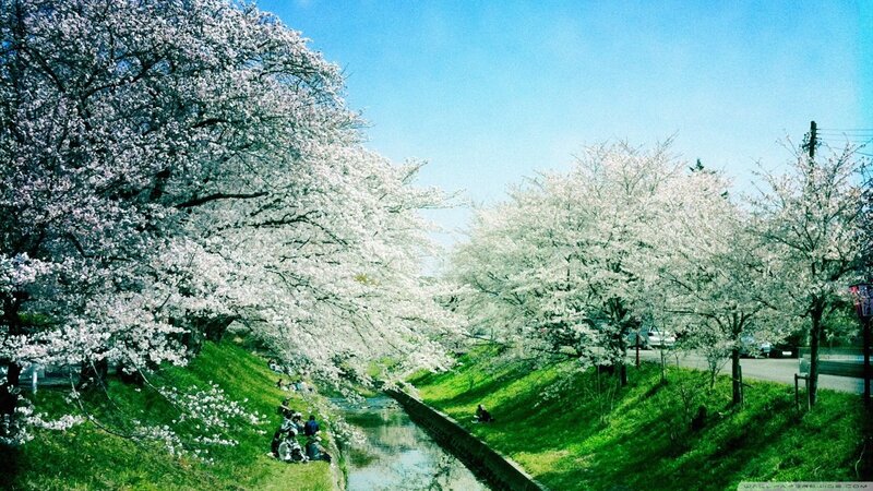 Cherry Blossom Trees — White, Spring