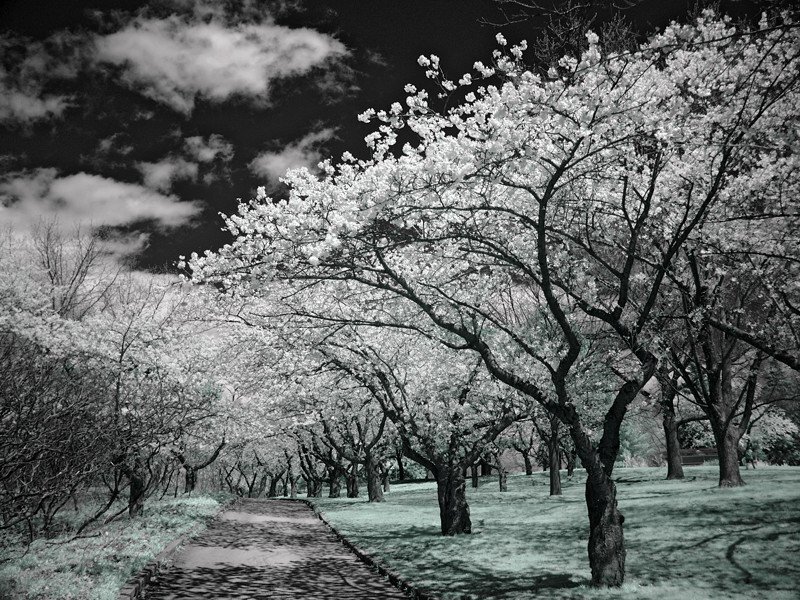 Cherry Blossom Trees — White