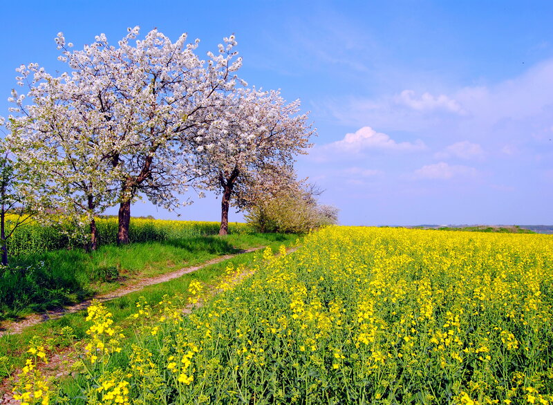 Cherry Blossom Trees — Yellow, Serene, Spring, Photograph