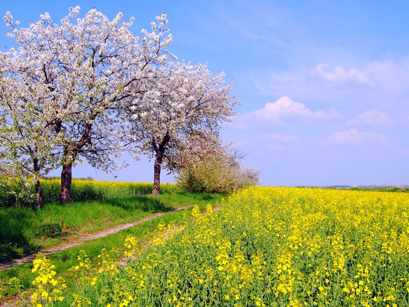 Cherry Blossom Trees — Yellow, Serene, Spring
