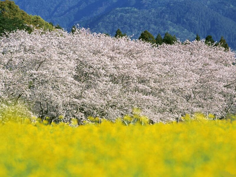 Cherry Blossom Trees — Yellow, Serene