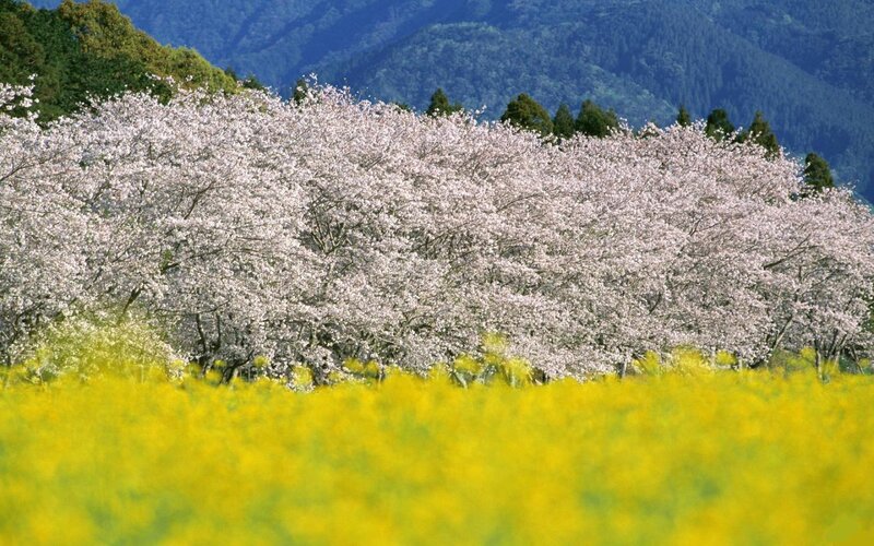 Cherry Blossom Trees — Yellow