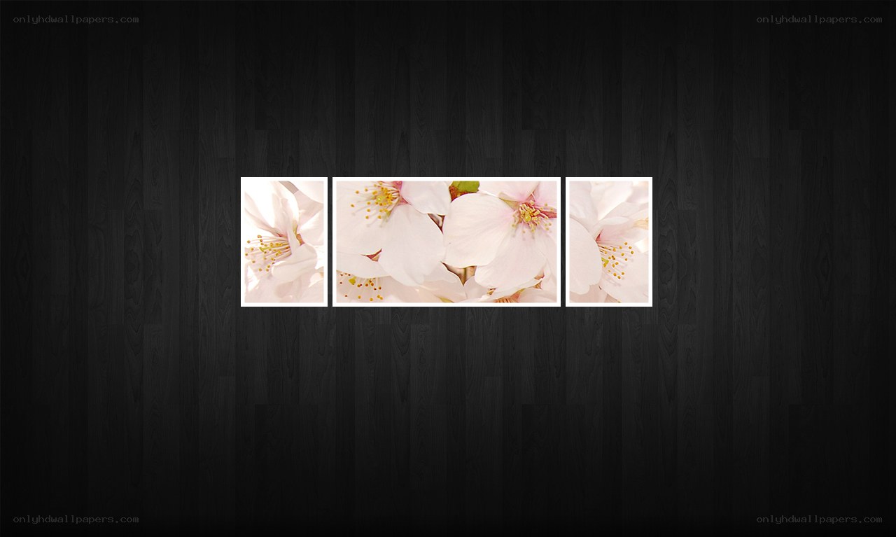 cherry blossom triptych