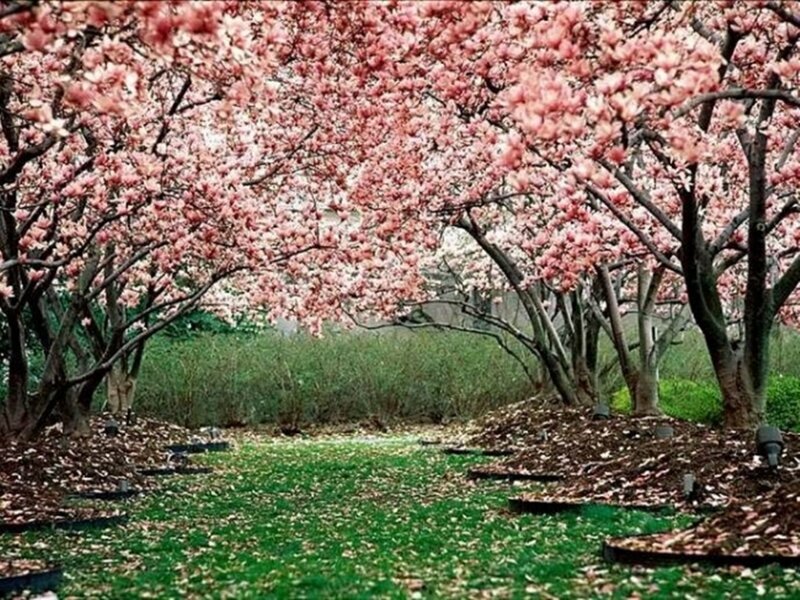 cherry blossom tunnel