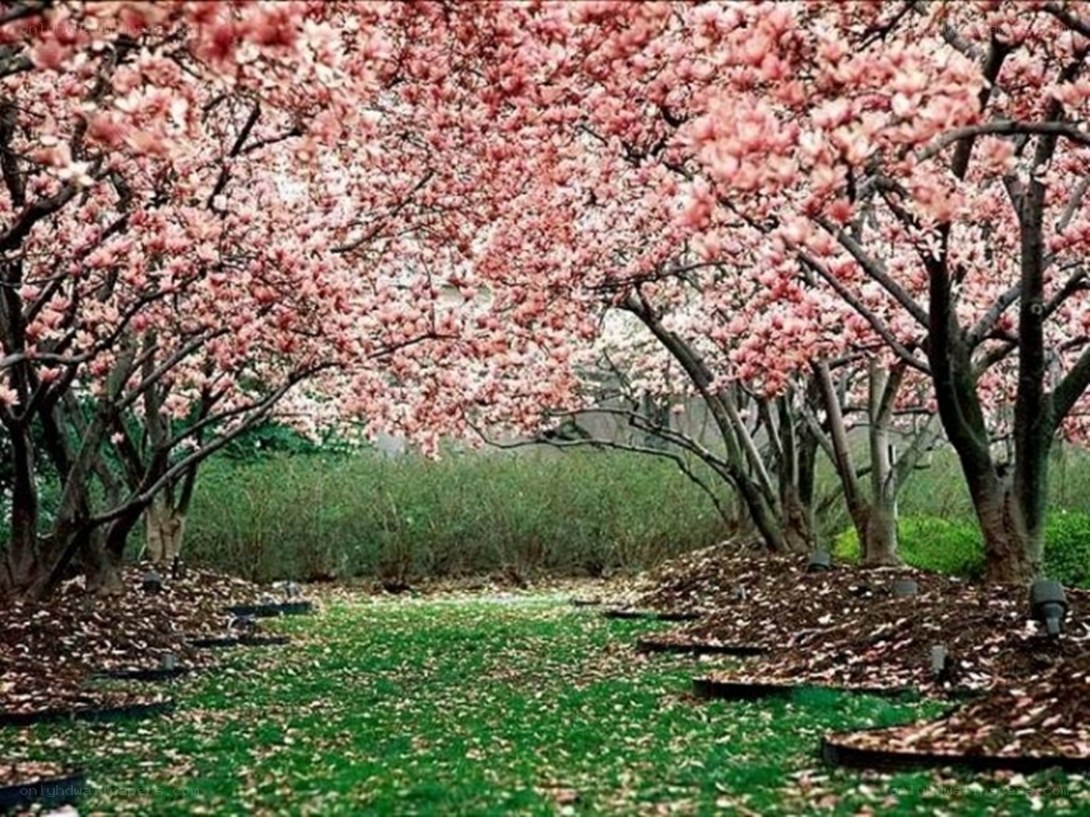 cherry blossom tunnel
