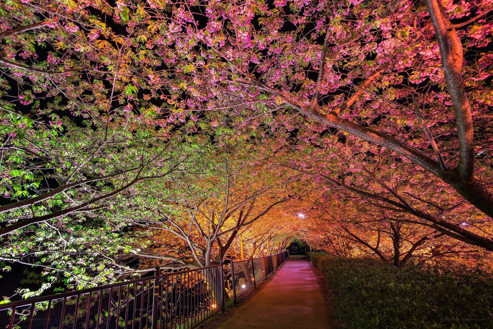 Cherry blossom tunnel at night