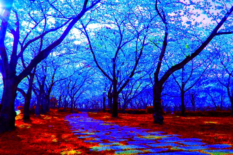 Cherry Blossom Tunnel — Blue, Dreamy