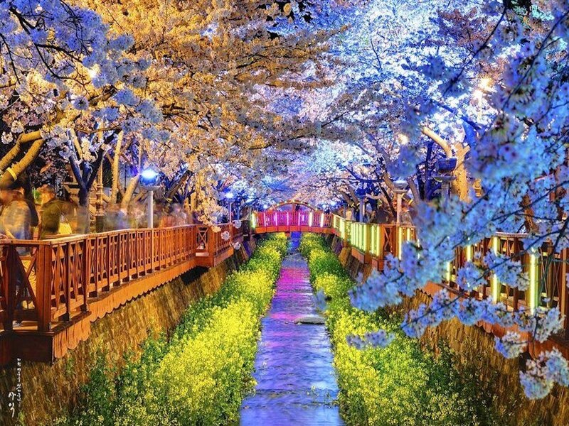 Cherry Blossom Tunnel — Blue