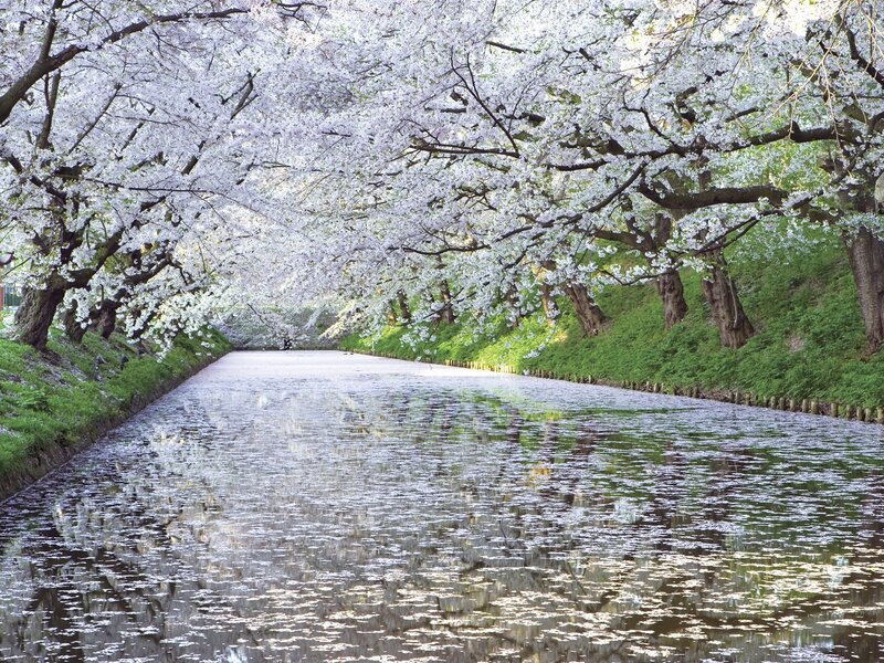 Cherry blossom tunnel over canal