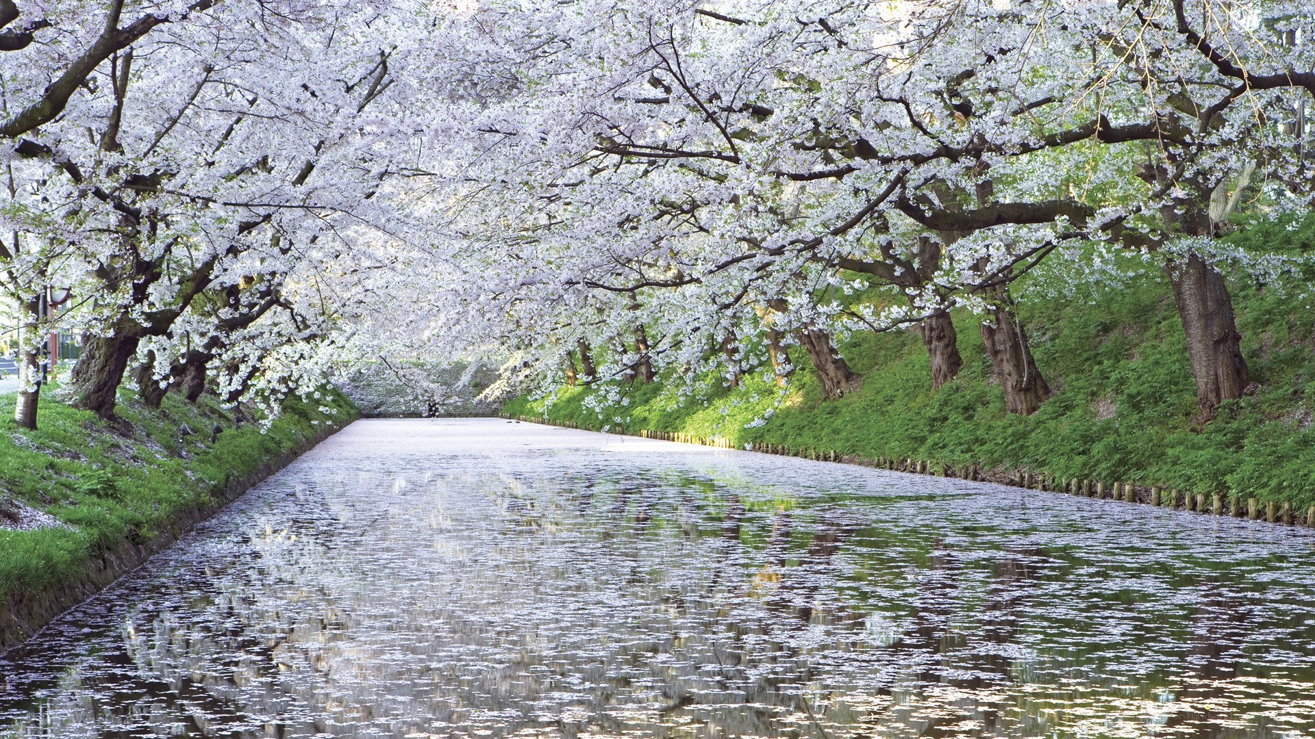 Cherry blossom tunnel over canal