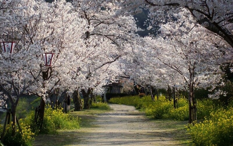 Cherry blossom tunnel path