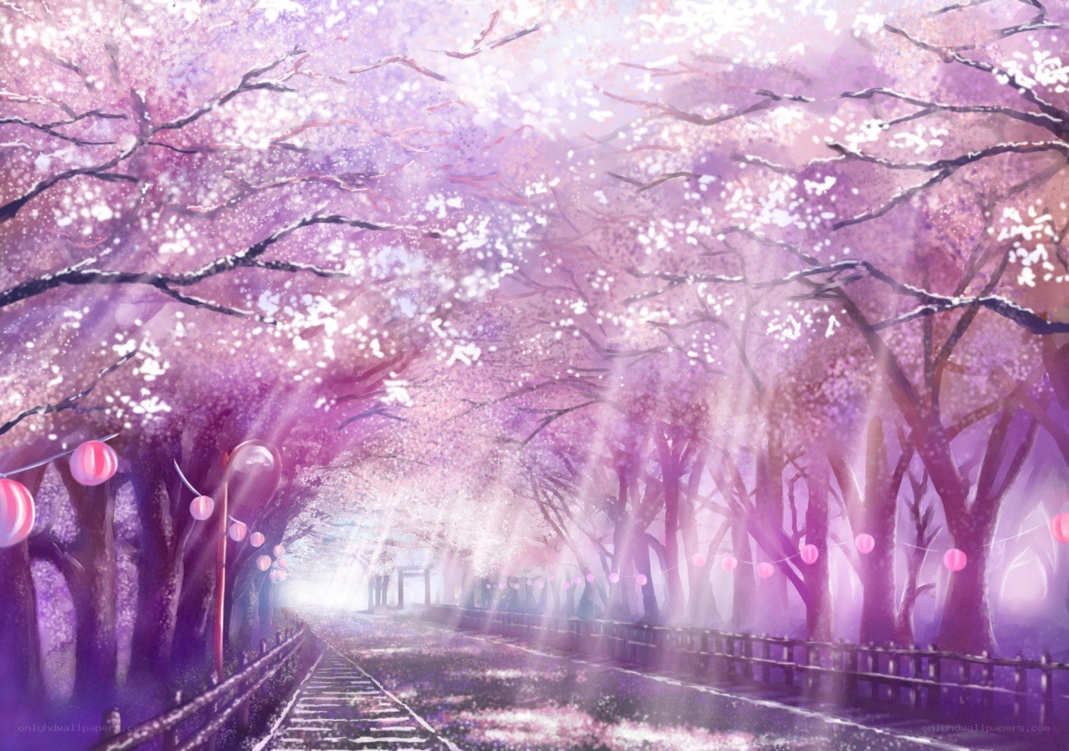 Cherry blossom tunnel path