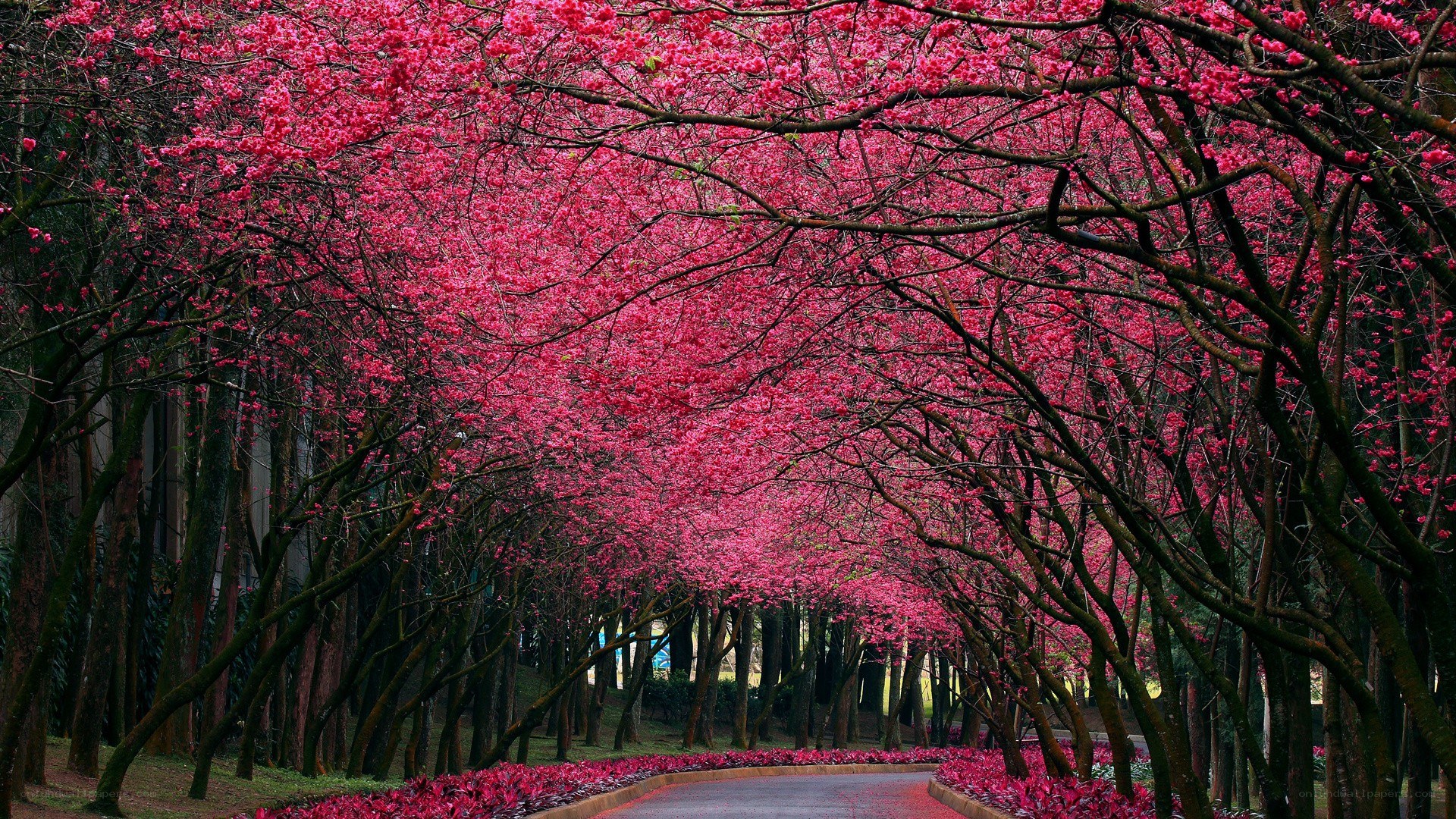 Cherry blossom tunnel path