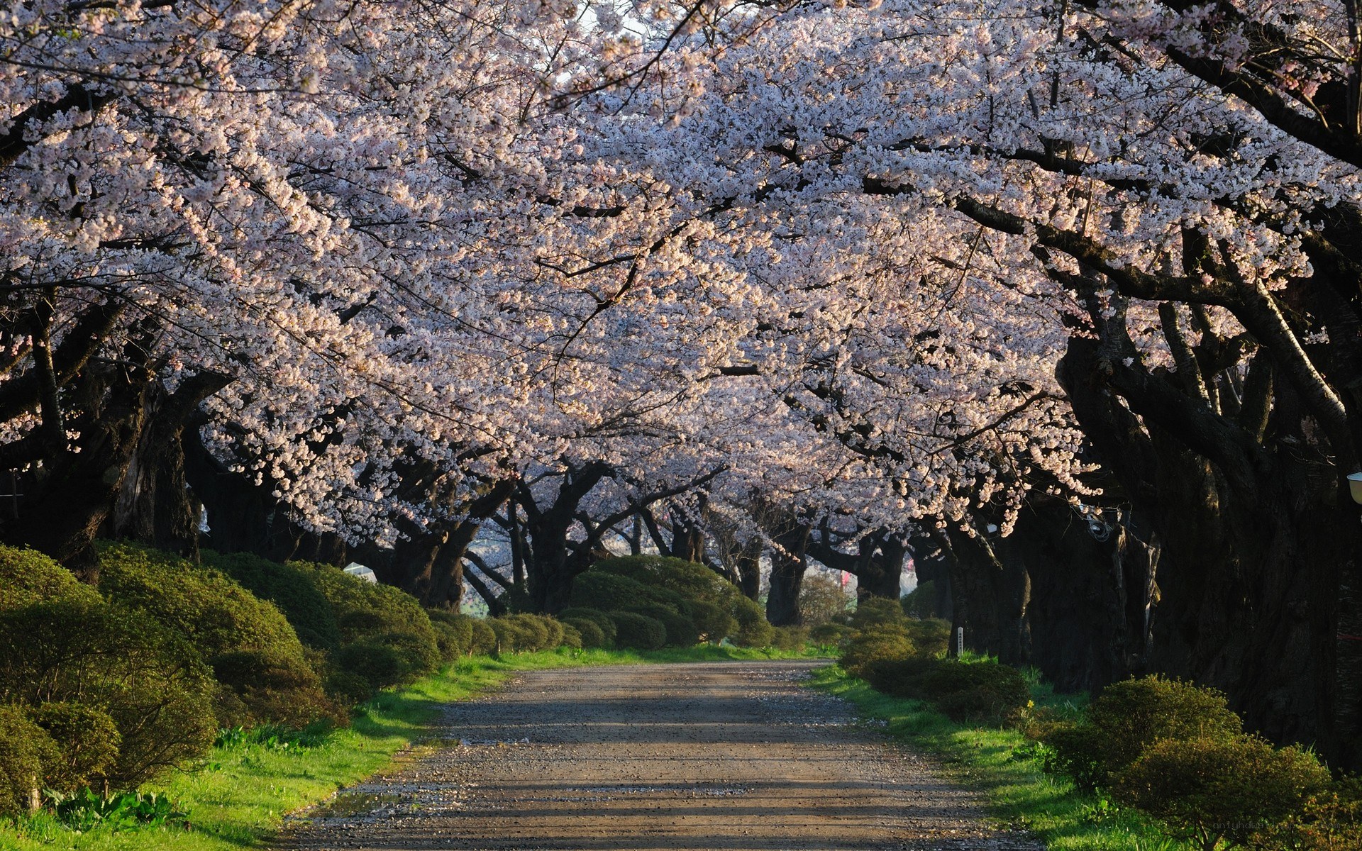 cherry blossom tunnel path
