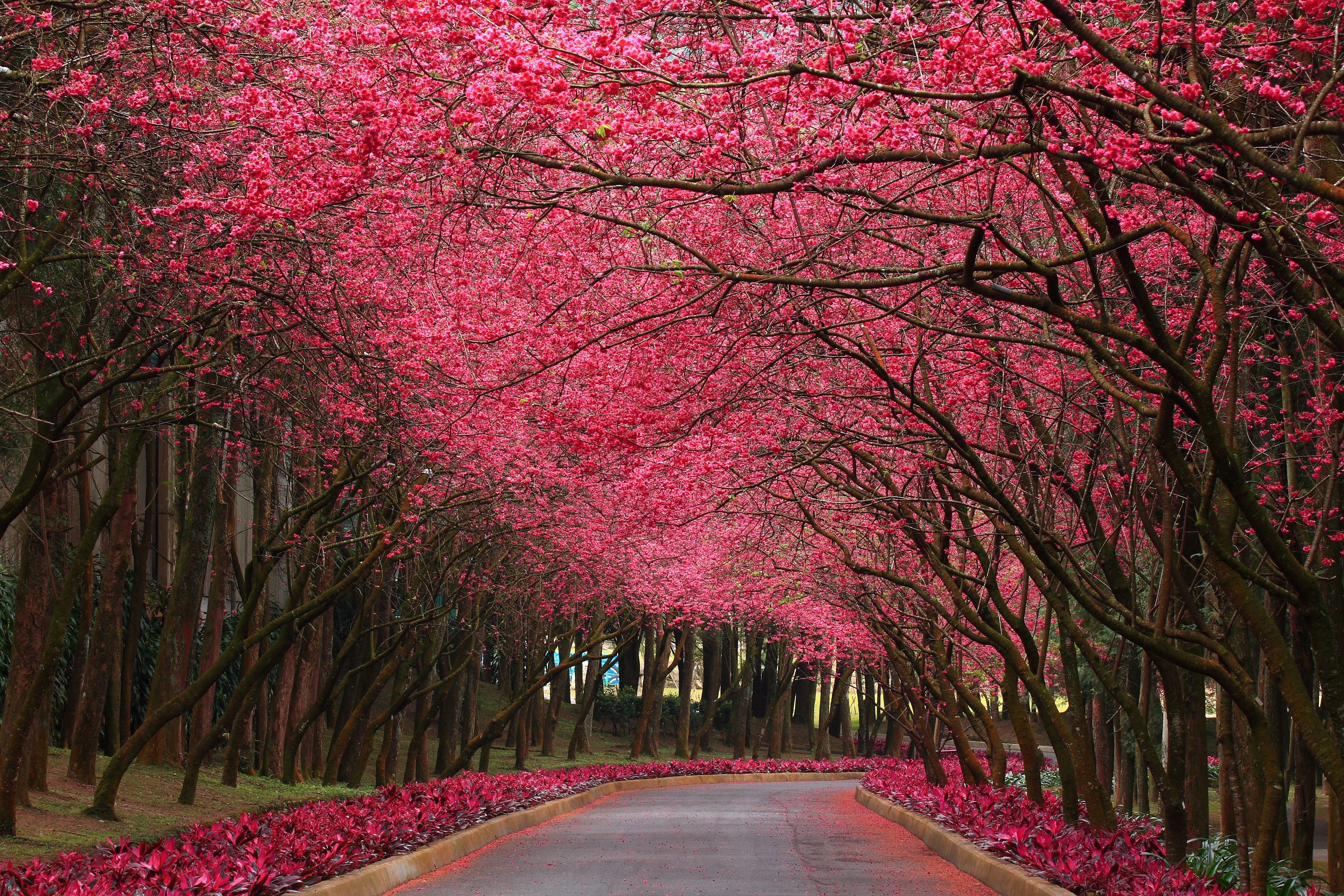 Cherry blossom tunnel path