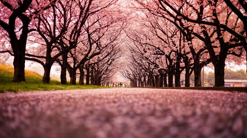cherry blossom tunnel path
